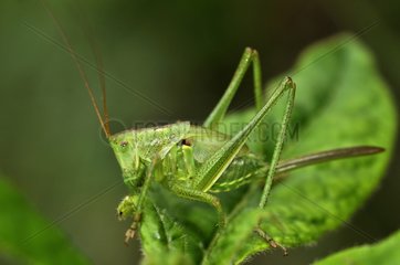Young Great Green Grasshopper on leaf undergrowth France