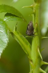 Horned Treehopper on a stem Denmark