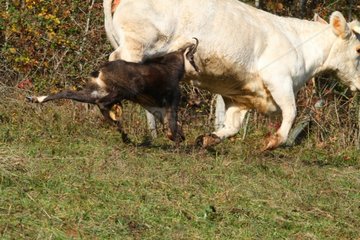 Young Chamois horny trying to mate with a calf Alps France