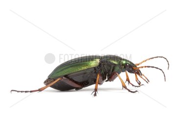 Ground beetle in studio