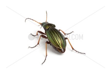 Ground beetle in studio