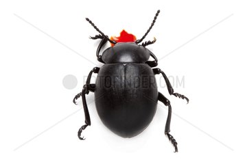 Bloody-nosed beetle in studio