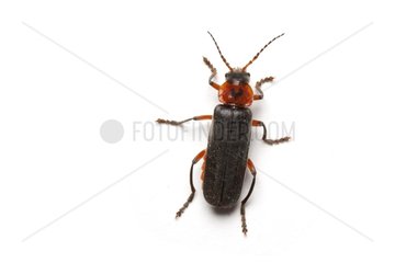 Soldier beetle in studio