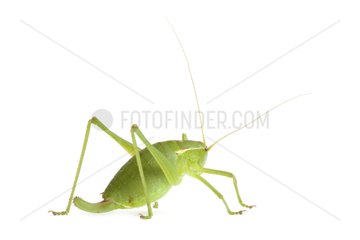 Pyrenean Bush-cricket female in studio