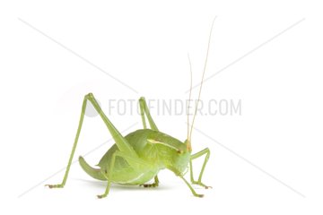 Pyrenean Bush-cricket female in studio