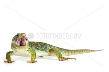 Ocellated lizard male in studio