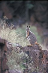 Yellow-footed Rock-wallaby South Australia