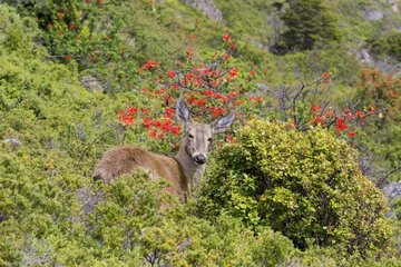 South Andean Huemul female at rest - Torres del Paine Chile