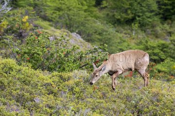 South Andean Huemul female eating - Torres del Paine Chile