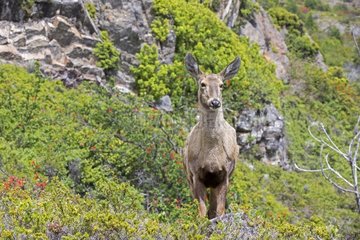 South Andean Huemul female - Torres del Paine Chile