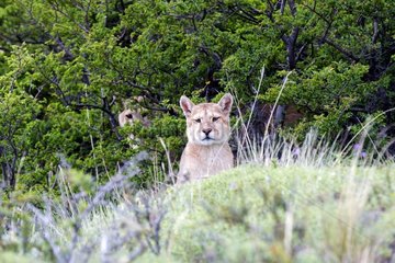 Pumas in the scrub - Torres del Paine Chile