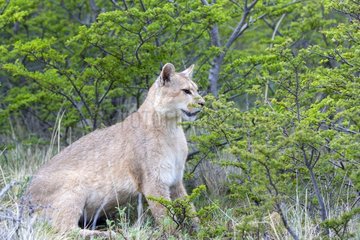 Puma in the scrub - Torres del Paine Chile