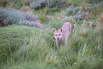 Puma walking in the scrub - Torres del Paine Chile