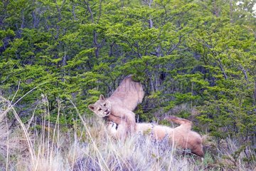 Pumas playing in the scrub - Torres del Paine Chile