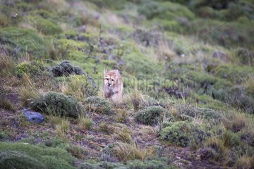 Puma in the scrub - Torres del Paine Chile