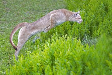 Puma jumping in the scrub - Torres del Paine Chile