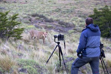 Wildlife photographer and Puma - Torres del Paine Chile