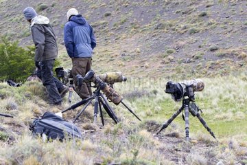 Photographers looking for Puma - Torres del Paine Chile