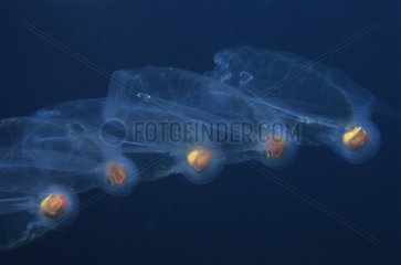 Chain of salps in the Mediterranean Sea France