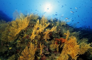 Seabed covered with yellow gorgonian Mediterranean France