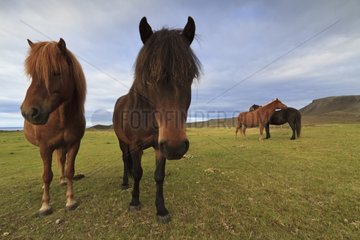 Icelandic horses on the moor Reykjanes Peninsula Iceland