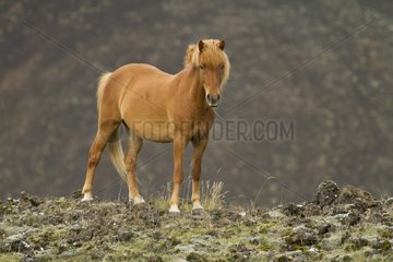 Icelandic horse on the moor Reykjanes Peninsula Iceland