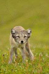 Arctic fox in the grass - Cliff Hornstrandir Iceland