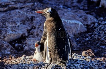 Gentoo Penguin and his chick Couverville Island