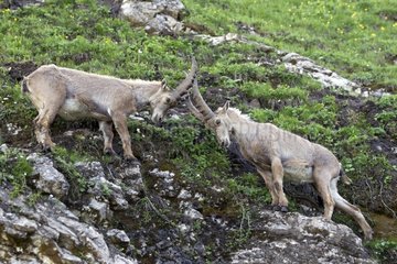 Ibex young males facing Valais Switzerland