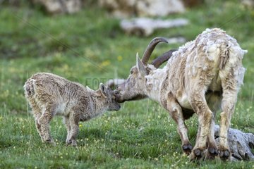 Ibex and young Valais Switzerland