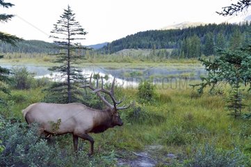Elk moving in Jasper NP in Canada