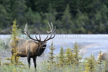 Bull elk near a river in Jasper NP Canada