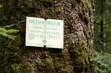 NFB panel on a giant spruce Défilé de Straiture Vosges