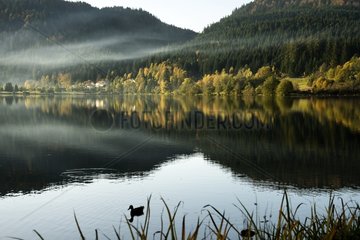 Longemer Lake in autumn PNR Ballons des Vosges France