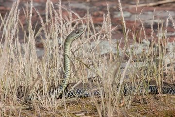 Montpellier snake male alert Plaine des Maures France