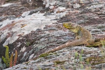 Ocellated lizard on rock Plaine des Maures France