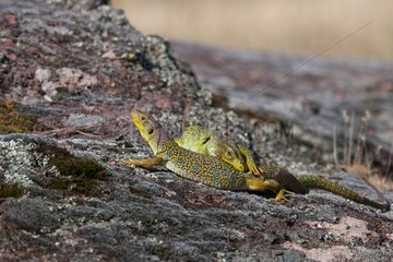 Ocellated lizards mating on rock Plaine des Maures France