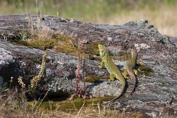 Ocellated lizards couple on rock Plaine des Maures France