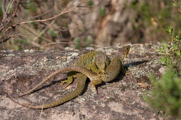 Ocellated lizards mating on rock Plaine des Maures France