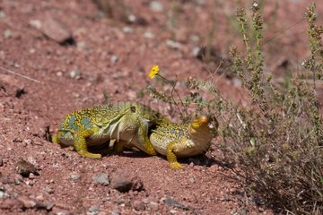 Ocellated lizards mating on ground Plaine des Maures France
