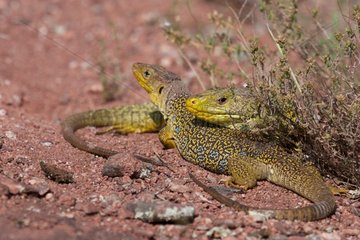 Ocellated lizards couple on ground Plaine des Maures France
