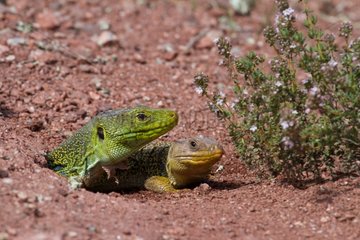Ocellated lizards couple on ground Plaine des Maures France