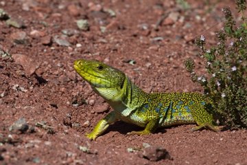 Ocellated lizards male on ground Plaine des Maures France