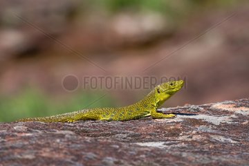 Ocellated lizards male on rock Plaine des Maures France