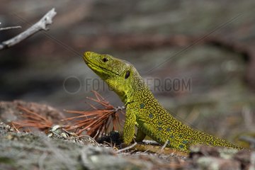 Ocellated lizards male on rock Plaine des Maures France