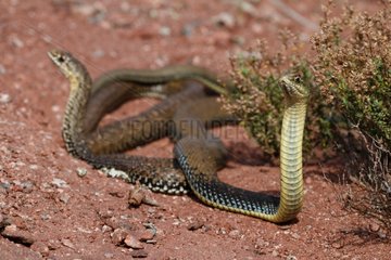 Montpellier snake couple on ground Plaine des Maures