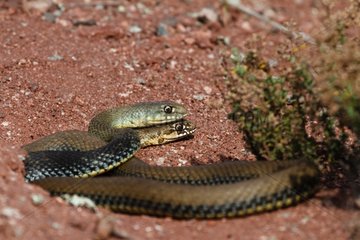 Montpellier snake couple on ground Plaine des Maures