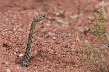 Montpellier snake femelle alert Plaine des Maures France