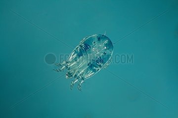 Female mite Chicken on blue background