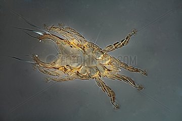 Prostigmata Cheyletoidea male mite